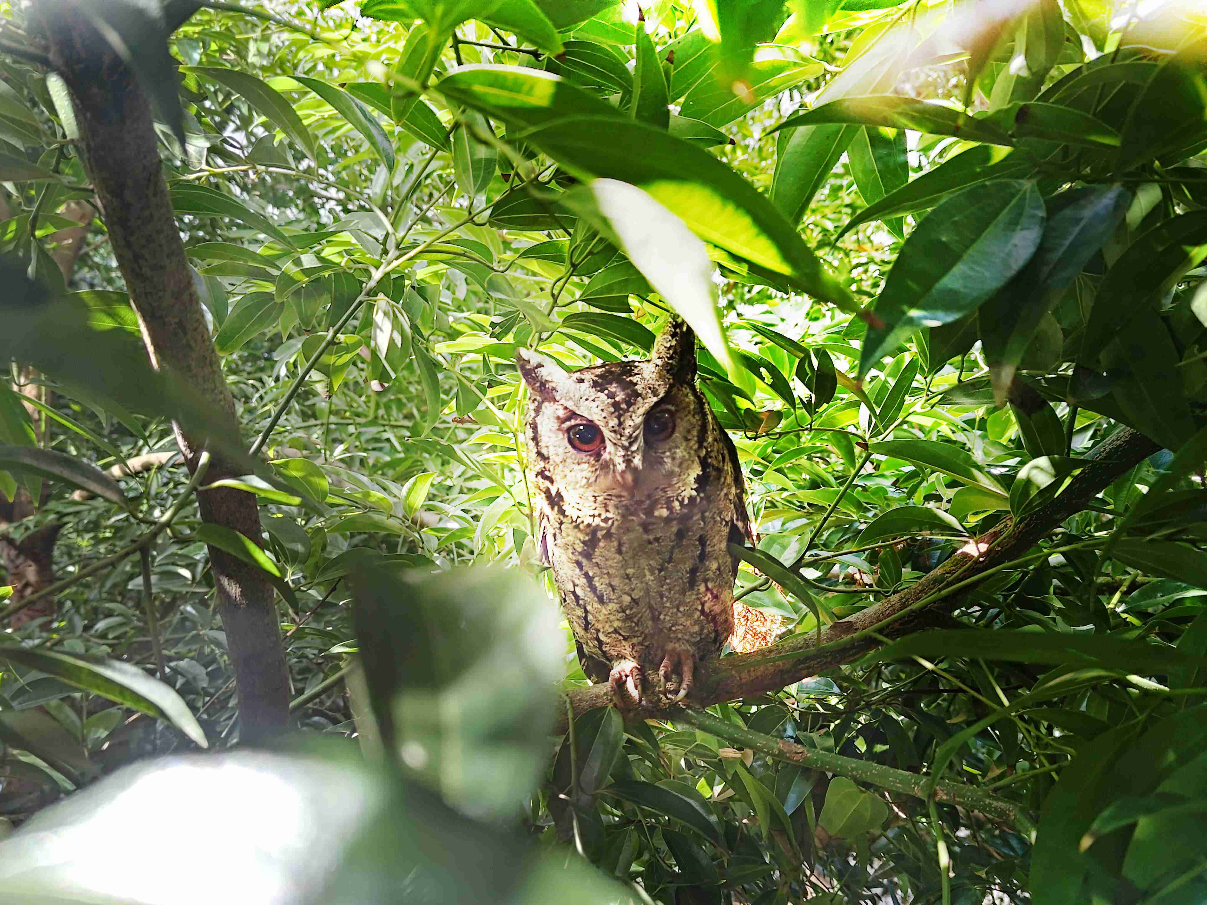 欧陆注册致力提倡净零绿生活，，，16年以来在全球各厂区植树逾百万棵，，，，造就各厂区树木蔚然成林，，，，犹如森林工厂，，成为许多生物的栖息地
